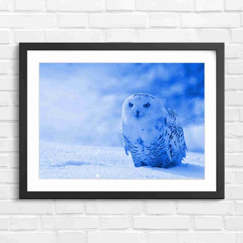 Wispy white owl with bright - wispy,