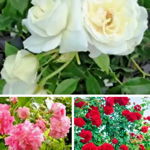 Climbing rose mixed seeds - rose, 30+