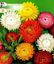 PAPER DAISY - GIANT FLOWERED MIXED - HELIPTERUM ROSEUM - 400 BEST FLOWER SEEDS