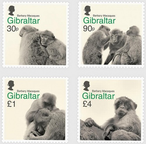2020 gibraltar barbary - 2020,