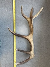 Deer Antler. 620 G.