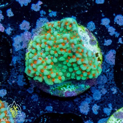 Aci cultured grinch montipora - aci,