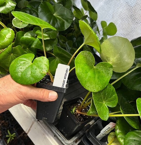 Tractor seat plant farfugium - tractor,