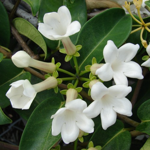 Stephanotis floribunda hoop - floribunda, on
