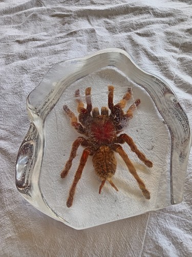 Tarantula set clear resin - tarantula,