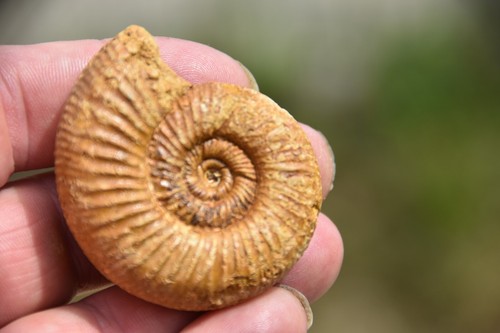 Rare ammonite perisphinctes - rare,