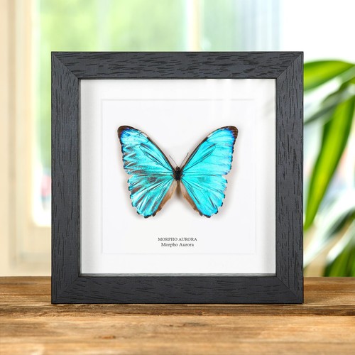 Aurora morpho butterfly box - in,