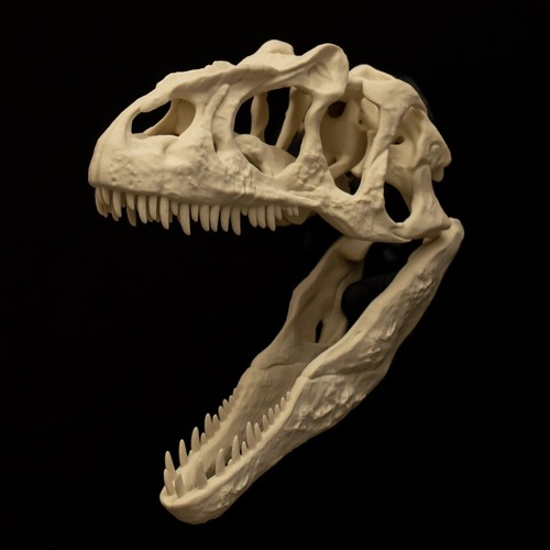 Allosaurus skull replica - skull,