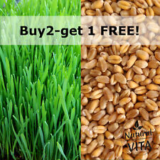 Organic Cat Wheat Grass Seeds