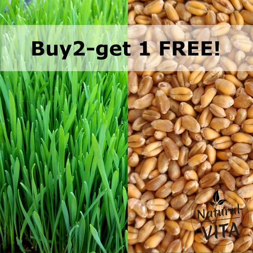 Organic cat wheat - cat, grass