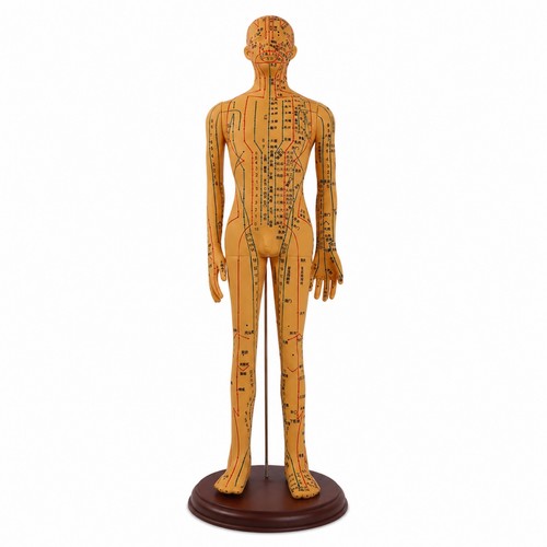 Human acupuncture model high - acupuncture,