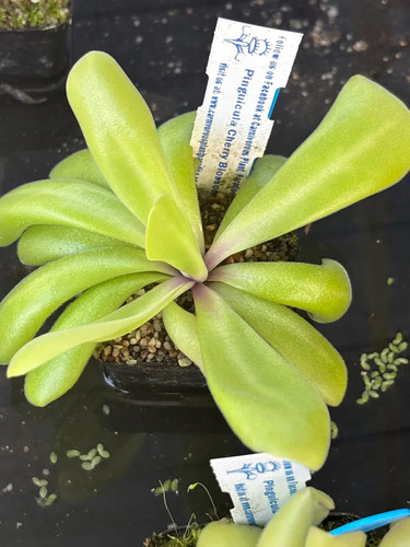 Pinguicula cherry blossom - pinguicula,