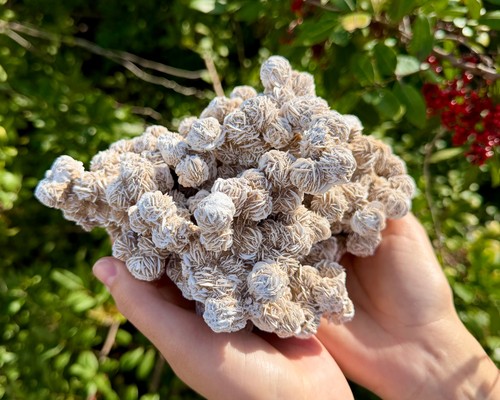 Jumbo desert rose - desert,