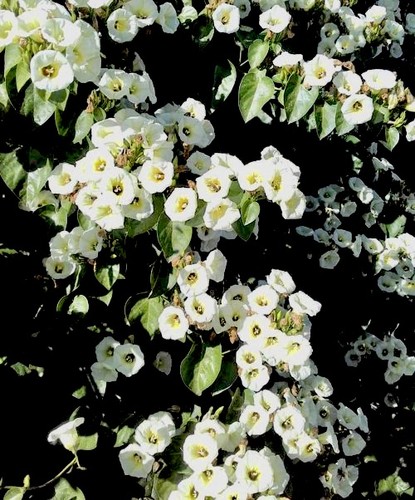 Mexican morning glory seeds - mexican,