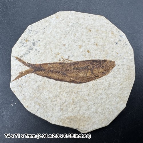 Fossil small fish eocene - fossil,