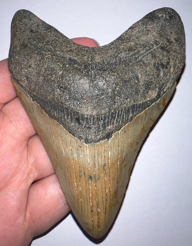 Huge megalodon fossil shark - huge,