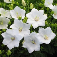 20 000 seeds Campanula