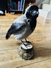 Stunning chunky taxidermy - stunning,