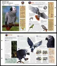 African Grey Parrot #47 Birds - Wildlife Explorer Fold-Out Card