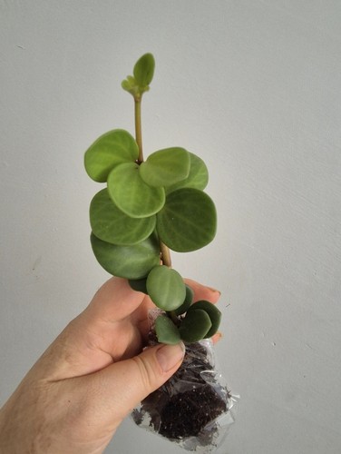 Peperomia hope trailing - peperomia, |