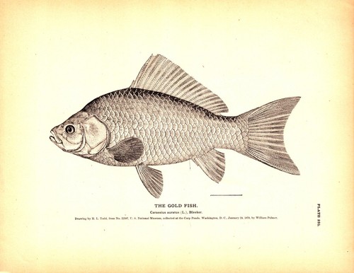 The gold fish carp - "the, ponds