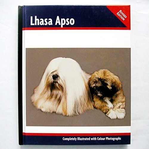 Lhasa apso juliette - lhasa,
