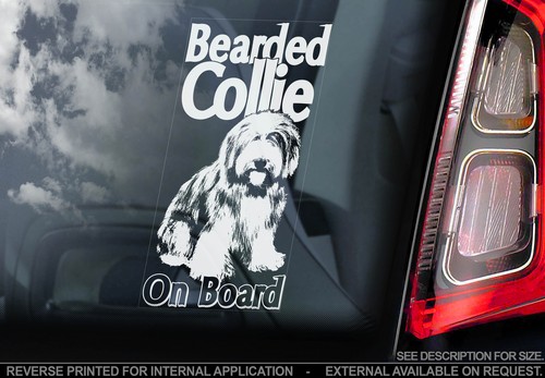 Bearded collie car window - collie,