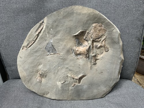 Rare jurassic fossil crocodile - fossil,