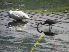 Photo 8x6 Swan and Heron in
