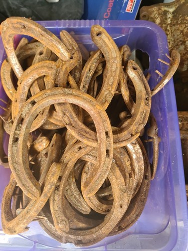 Real horse shoes wedding - real,