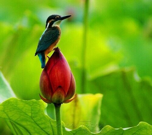 Chinese lotus flower seeds - lotus,