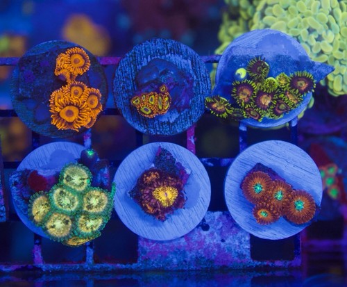 Wysiwyg zoanthid colony live - wysiwyg,