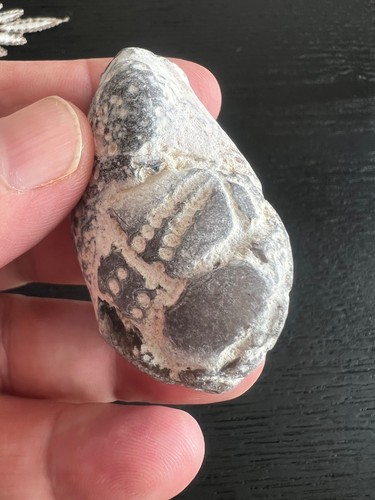 Echinoid marine fossil sea - fossil,,