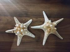 2 Large Knobbly Starfish Sea Life Real