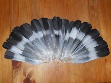 30 PIGEON TAIL FEATHERS 6" to 7 " FLY TYING ART.FLORAL DISPLAY,HAIR,JEWELLERY