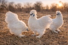 Silkie Fertile Hatching Eggs -