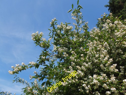 Photo 6x4 sweet mock orange - 6x4,