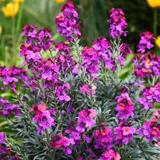 Erysimum purple bowles mauve - erysimum,