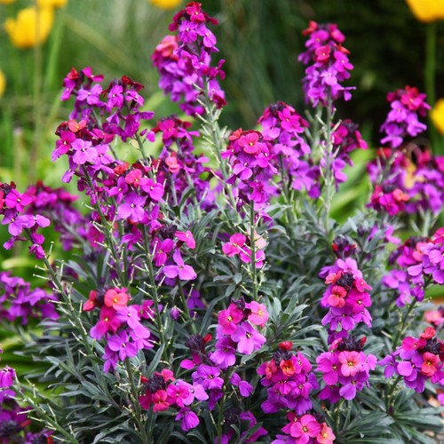 Erysimum purple bowles mauve - erysimum,