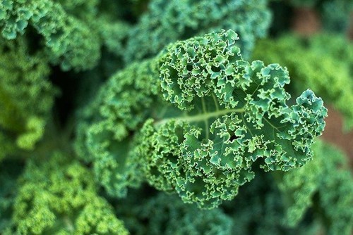Dwarf blue curled scotch kale - curled,