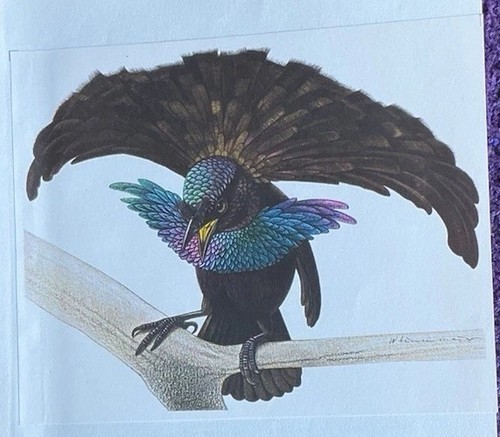 Bird print superb of - print:,