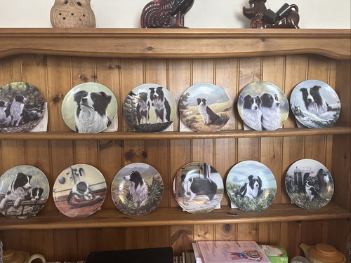 Danbury mint border collie - mint,