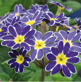 Primula veris lace blue oxlip - veris,
