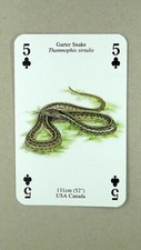 1 x playing card of a Garter Snake ≠ 5 of Clubs ≠ T48