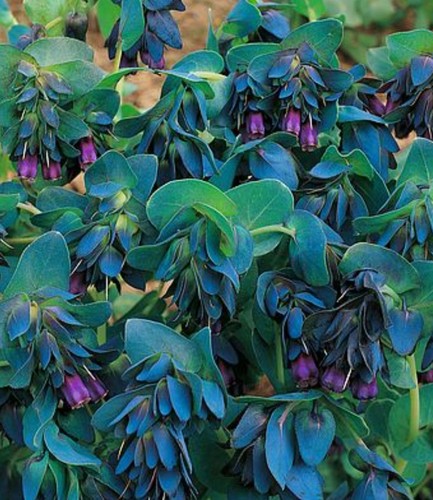 Cerinthe plug plants - cerinthe, 1