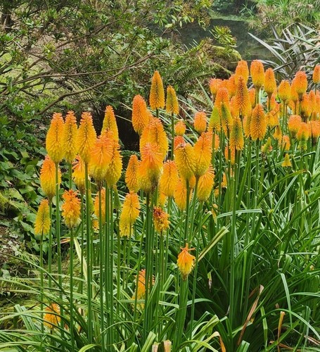 Red hot poker - red,