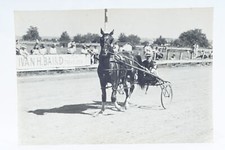 Horse Harness Racing Horse