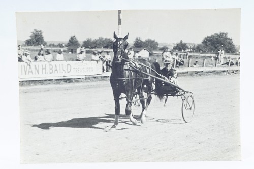 Horse harness racing - horse,