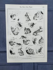 Antique 1891 Brave Bunny And The Beetle Cartoon Sketch Lithograph By W Foster