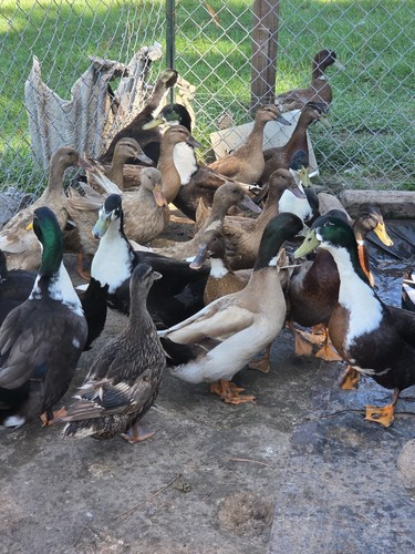 Duck eggs for - duck,